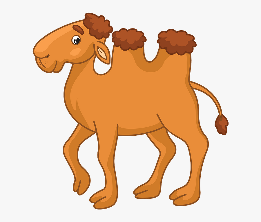 Arabian Camel, Transparent Clipart