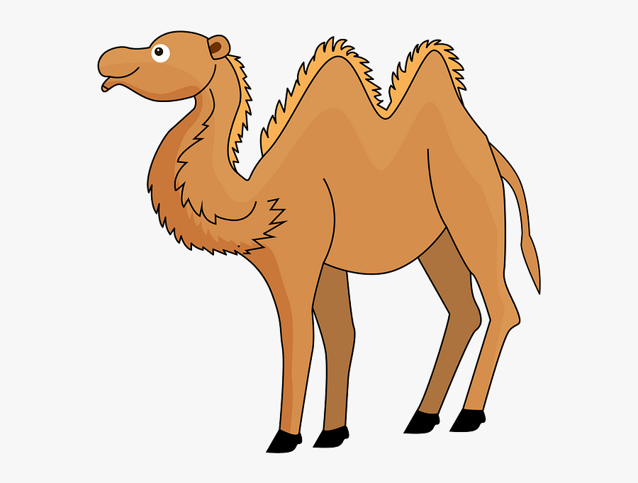 Arabian Camel, Transparent Clipart
