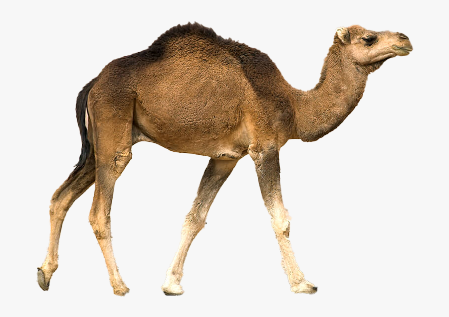 Camel Png Clipart Background - Camel Facing The Right, Transparent Clipart