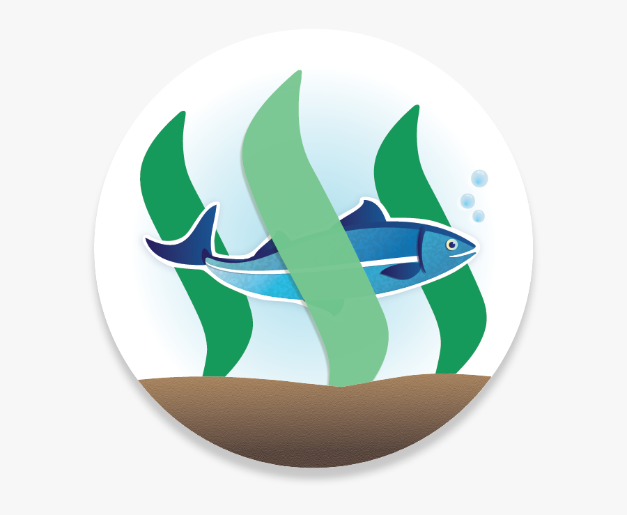 Minnow Support Project, Transparent Clipart