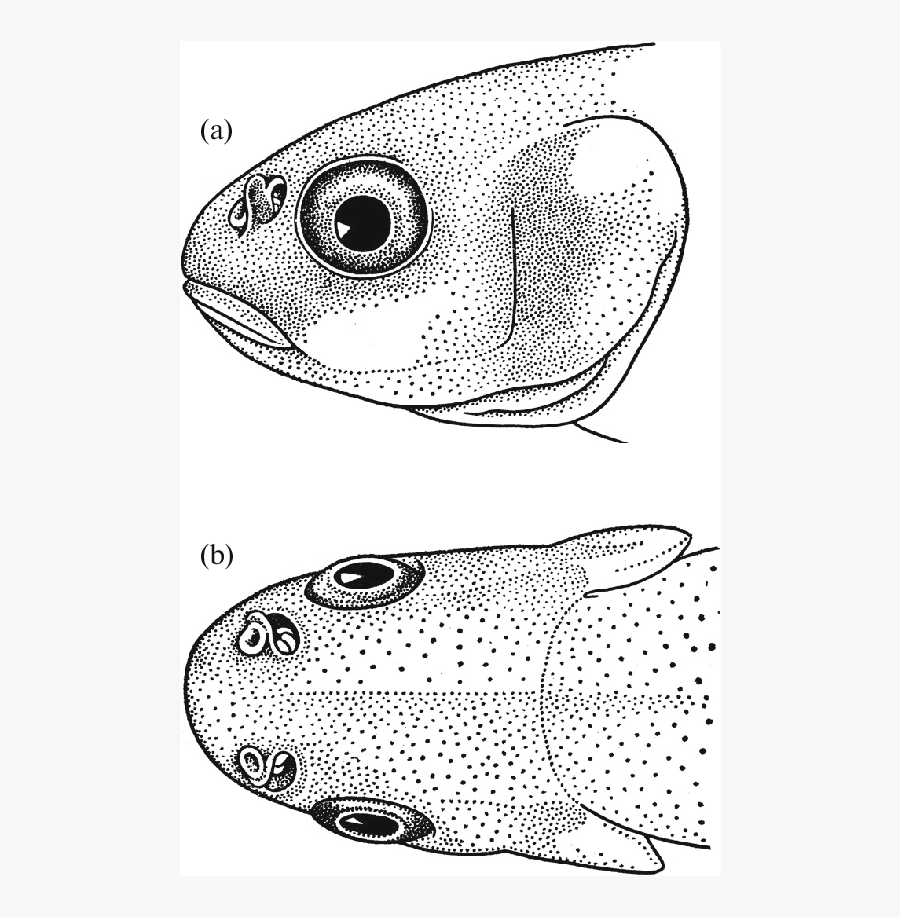 Head Of Adult Eurasian Minnow Phoxinus Phoxinus 80 - Pomacentridae, Transparent Clipart