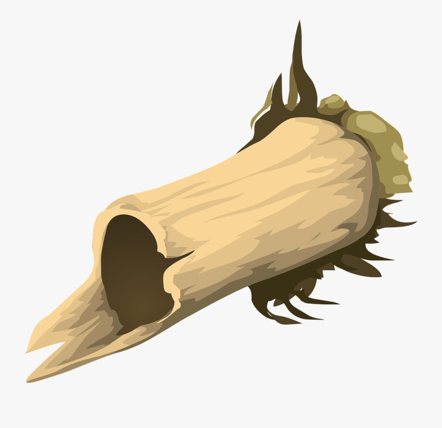 Bone, Transparent Clipart