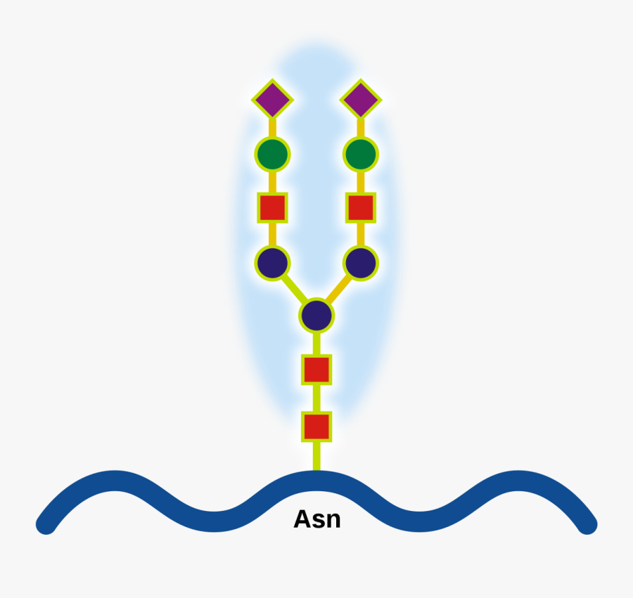 Glycoprotein Png, Transparent Clipart