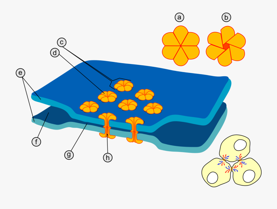 Gap Cell Junction Keys - Gap Junctions Structure, Transparent Clipart