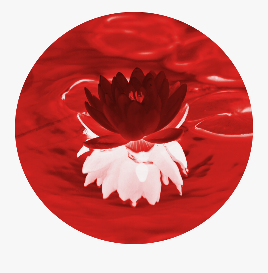 #lilypad #red #invert #reflection #water #pond #circle - Water Lily, Transparent Clipart