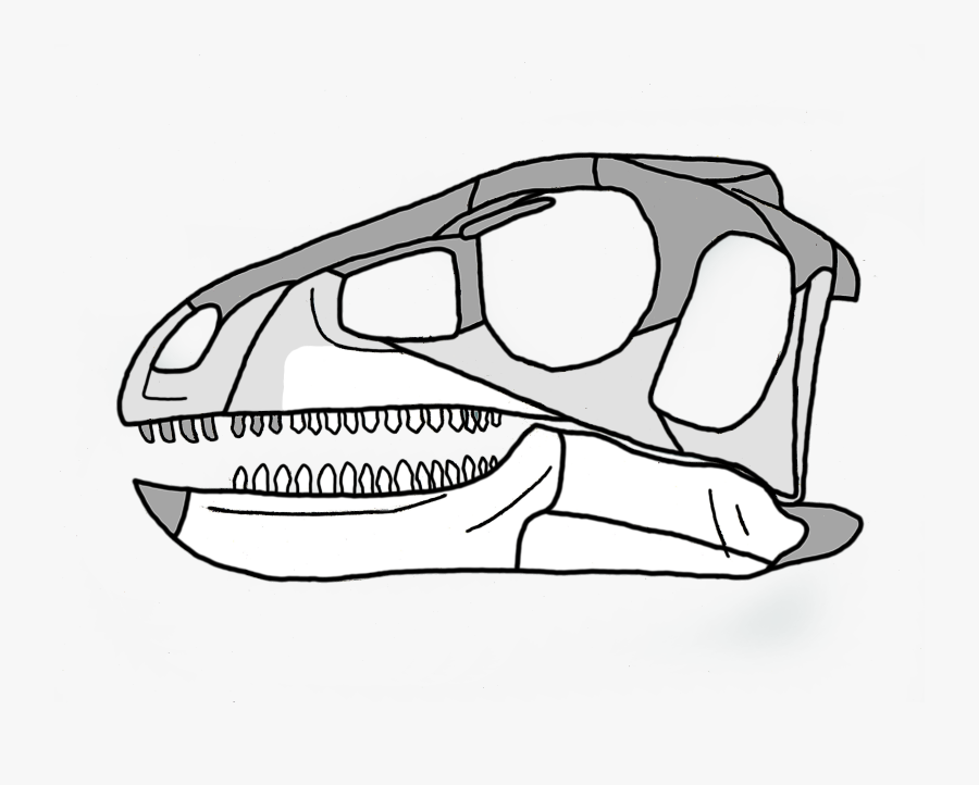 Pisanosaurus Skull - Eocursor Skull, Transparent Clipart