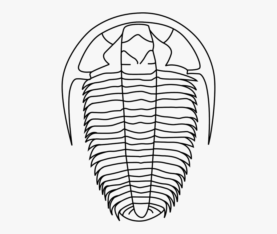 Fossil Animal Biology - Trilobite Clipart, Transparent Clipart