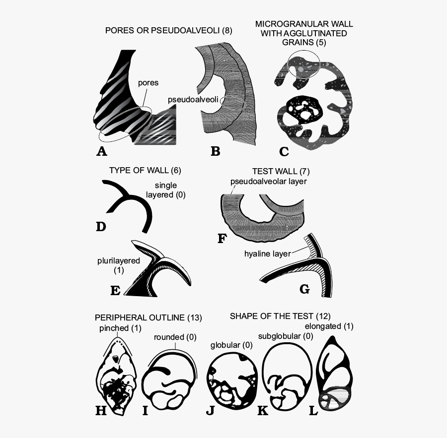 22906 - Cartoon, Transparent Clipart