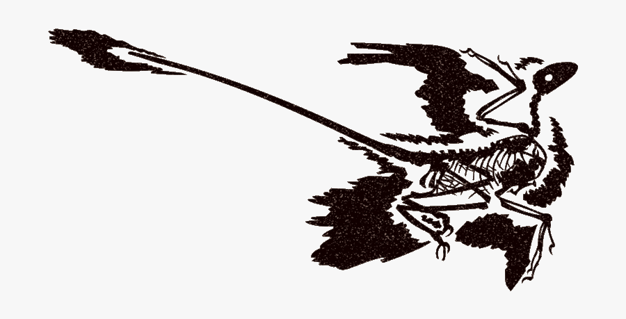 Microraptor - Illustration, Transparent Clipart