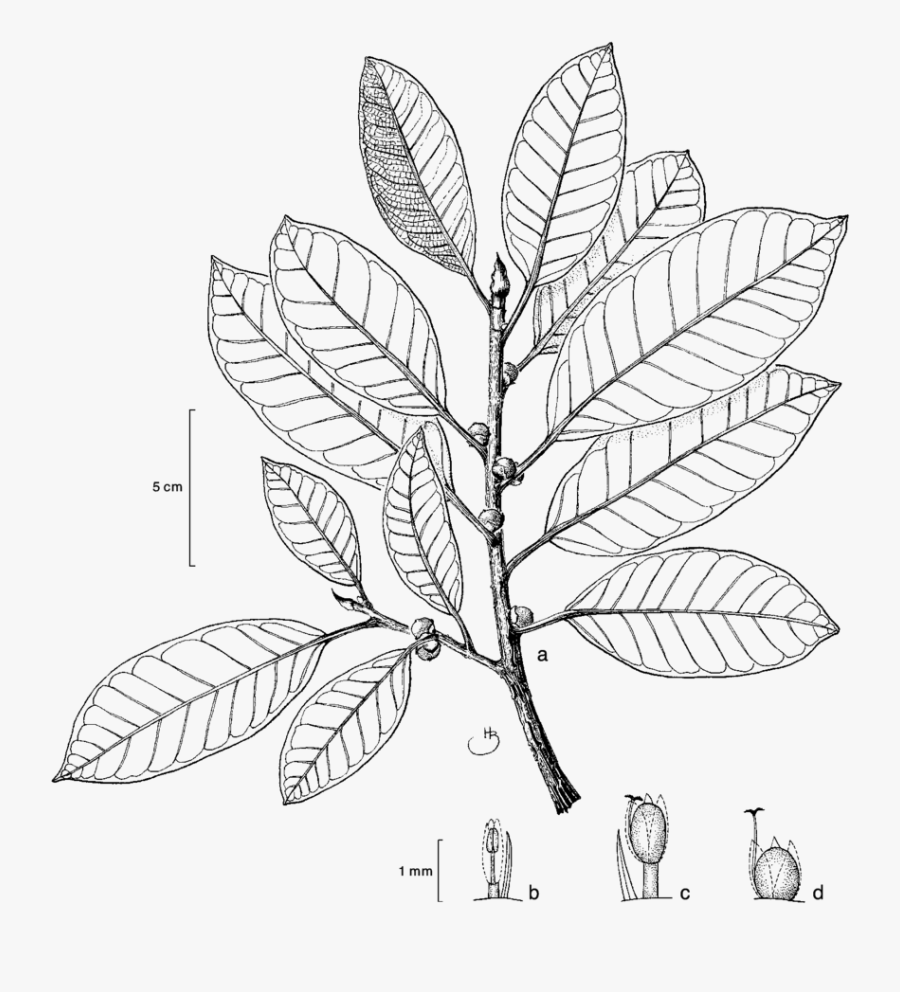 Leafy Twigs With Figs - Planta De Guaba En Dibujo, Transparent Clipart