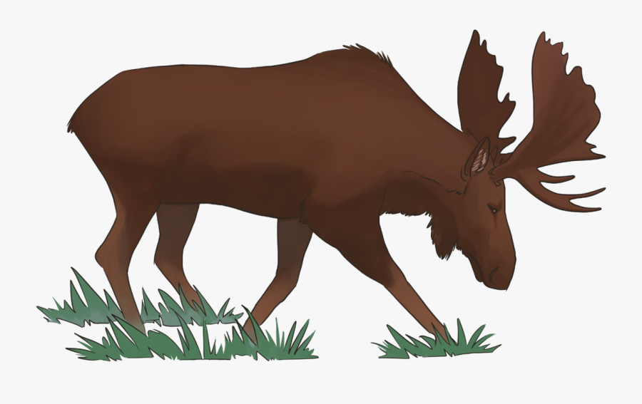 Moose Bull - Illustration, Transparent Clipart