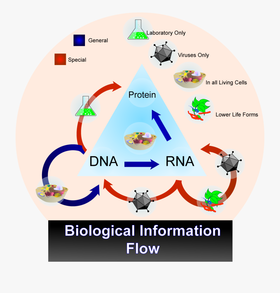Explain How The Information In The Dna Allows The Transfer, Transparent Clipart