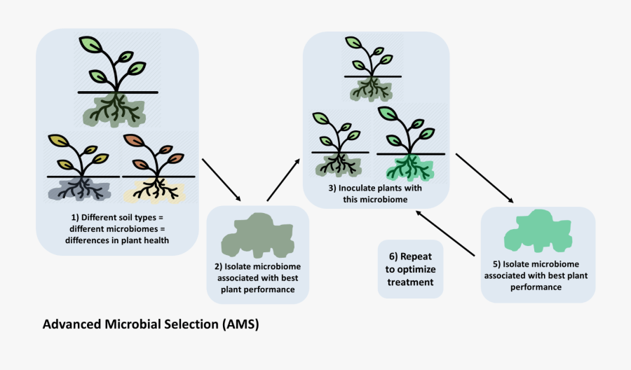 Turkey, Transparent Clipart