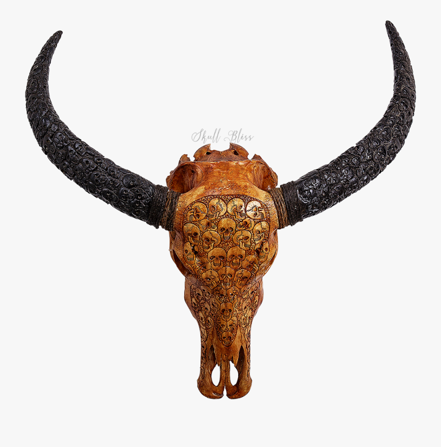 Cattle Horn Water Buffalo Skull Skeleton - Skull, Transparent Clipart
