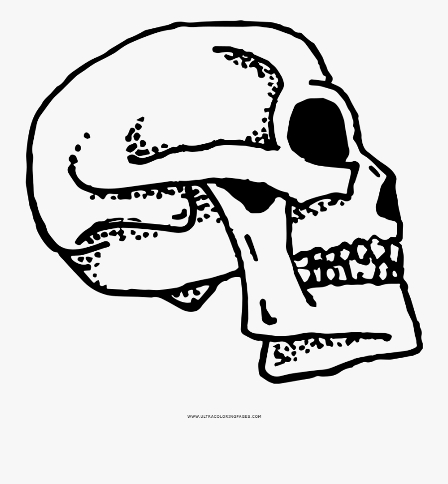 Buffalo Skull Clip Art, Transparent Clipart