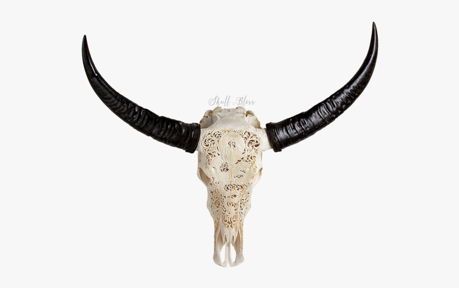 Horn Cattle Skull African Buffalo Water Buffalo - Bull, Transparent Clipart
