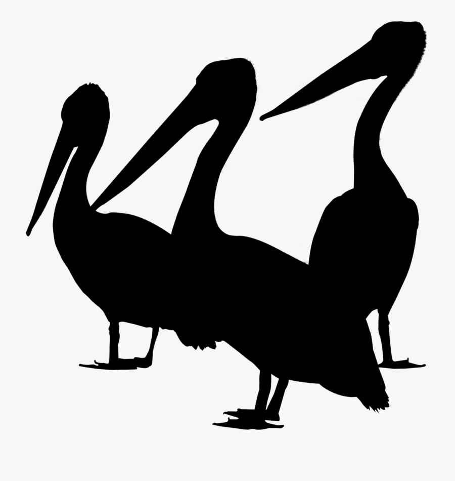 Duck Bird Gulls Goose Brown Pelican - Brown Pelican, Transparent Clipart