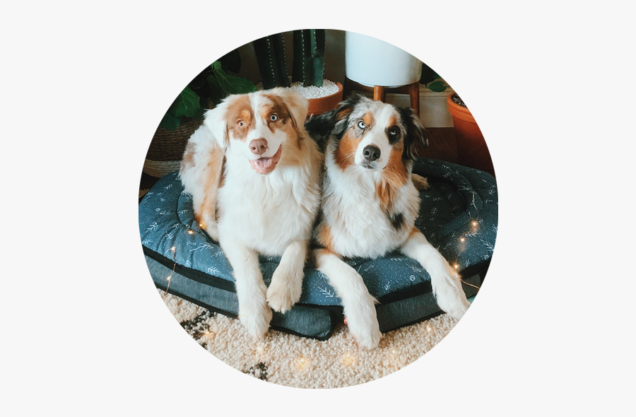 Happy-thumbnail1 - Australian Shepherd, Transparent Clipart