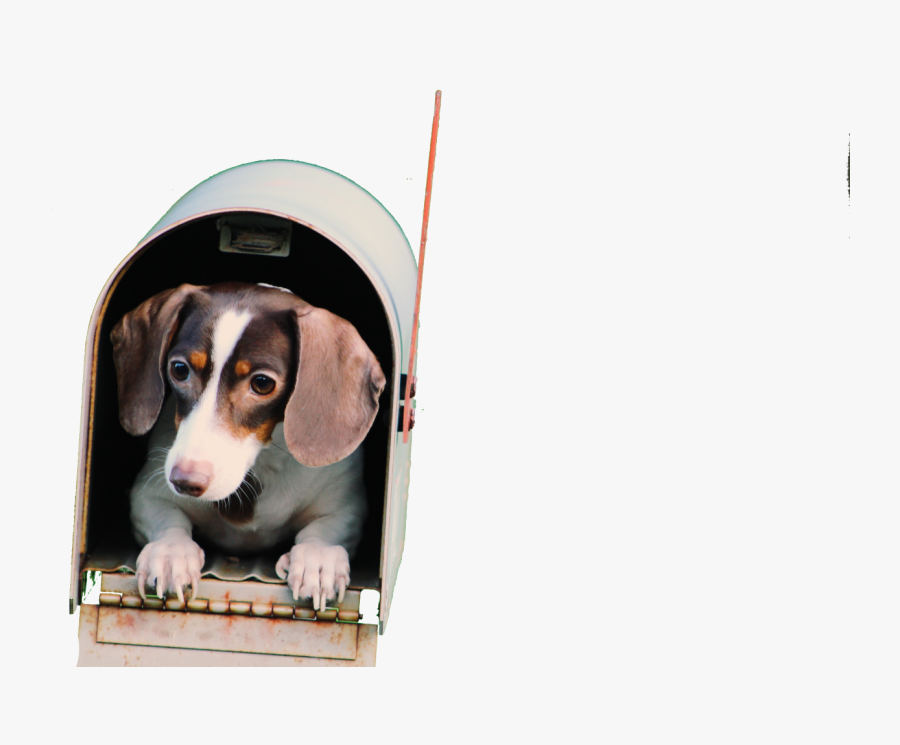 Adorable Animal Canine Dog Housecompressed - Dog, Transparent Clipart
