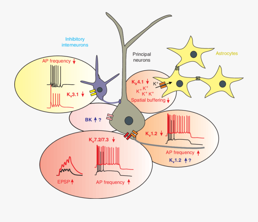 Possible Mechanisms Of The Main Genetic Potassium Channel, Transparent Clipart