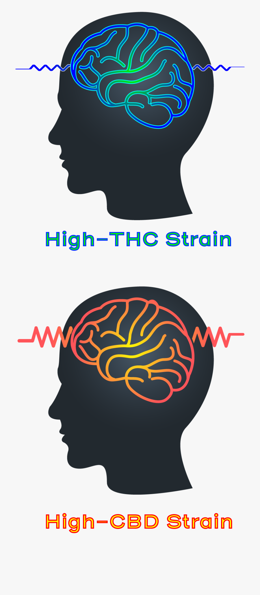 High Thc High Cbd Strain Epilepsy Seizure - Seizure Clipart, Transparent Clipart