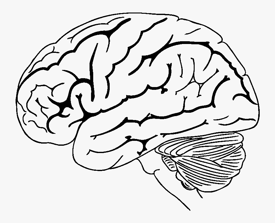Brain Drawing Png, Transparent Clipart