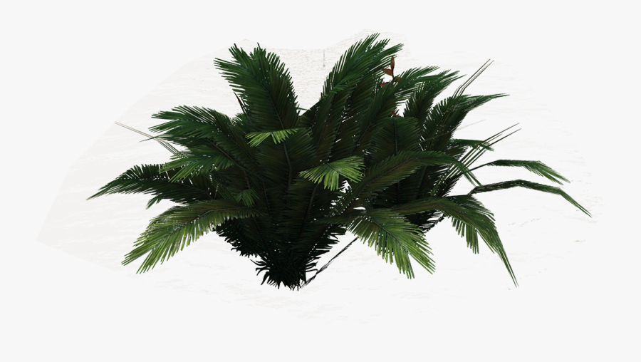 Png Ferns Clipart - Borassus Flabellifer, Transparent Clipart