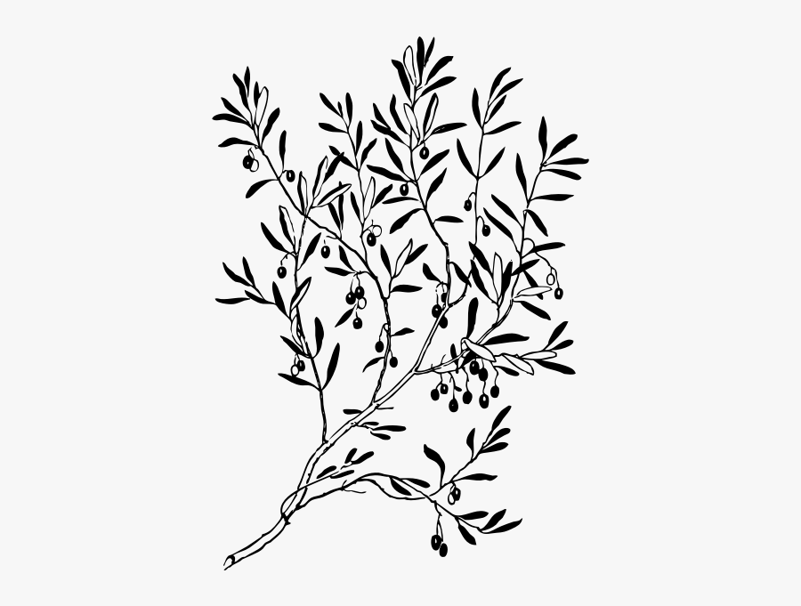 Olive Branch - Transparent Olive Branch Leaf, Transparent Clipart
