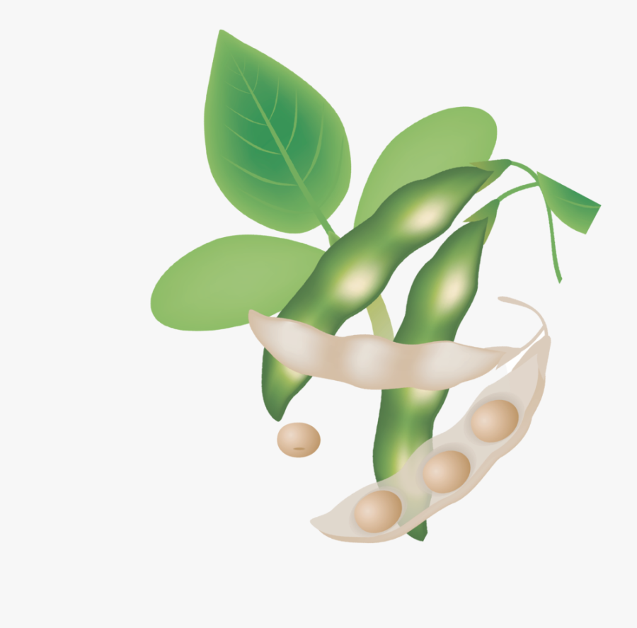 Soy - Illustration, Transparent Clipart