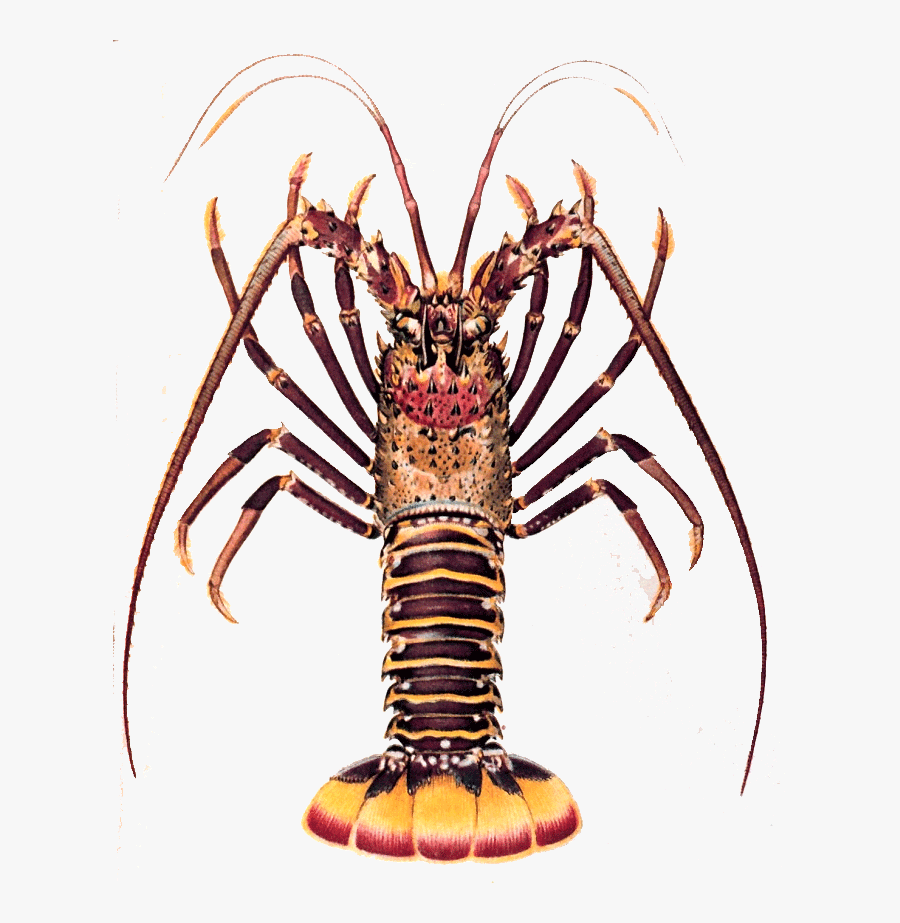 Crayfish Clipart Kawaii - Spiny Lobster Transparent, Transparent Clipart