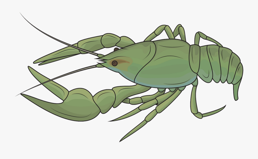 Insect, Transparent Clipart