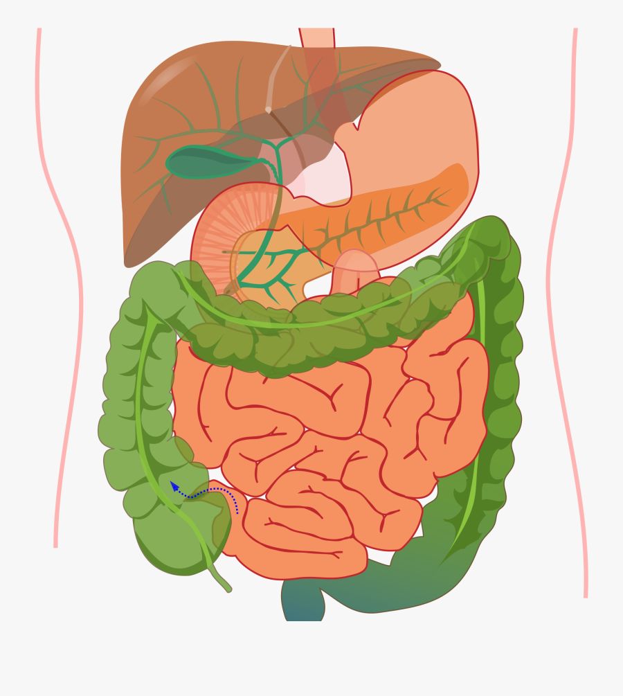 Digestive System Diagram No Labels, Transparent Clipart