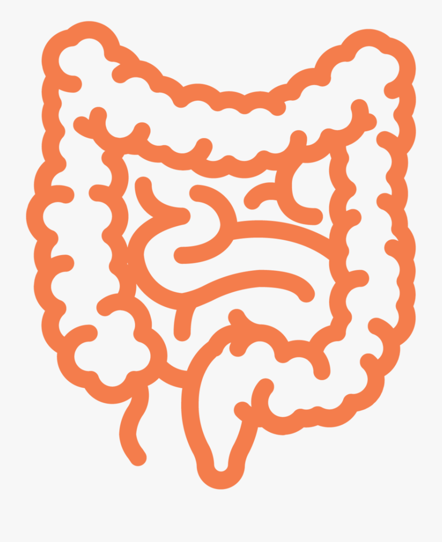 Intestine Ecm Cell Culture Substrates - Intestine, Transparent Clipart