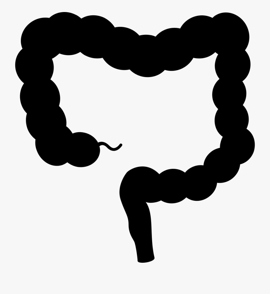 Intestine - Large Intestine Vector Png, Transparent Clipart