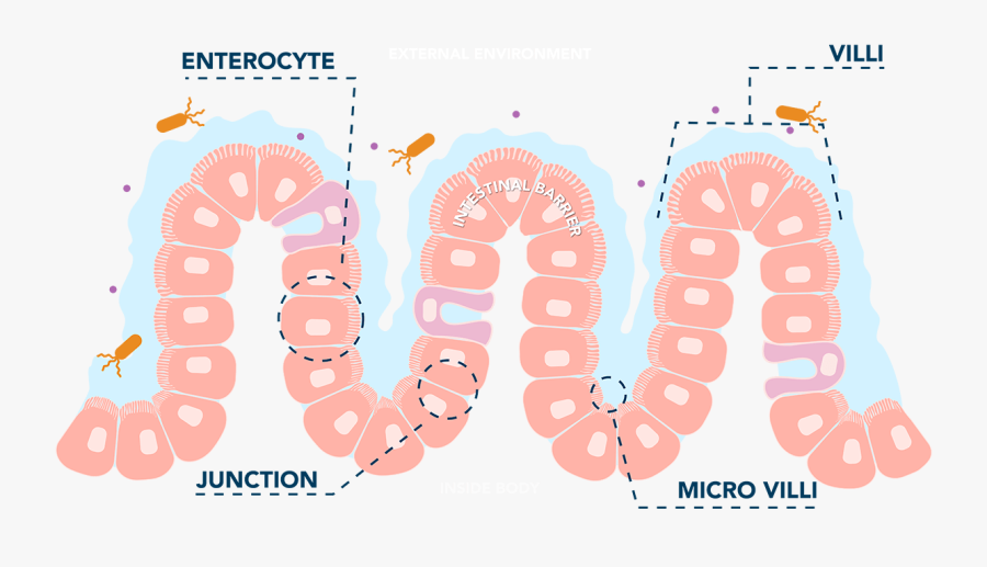 Illustration, Transparent Clipart