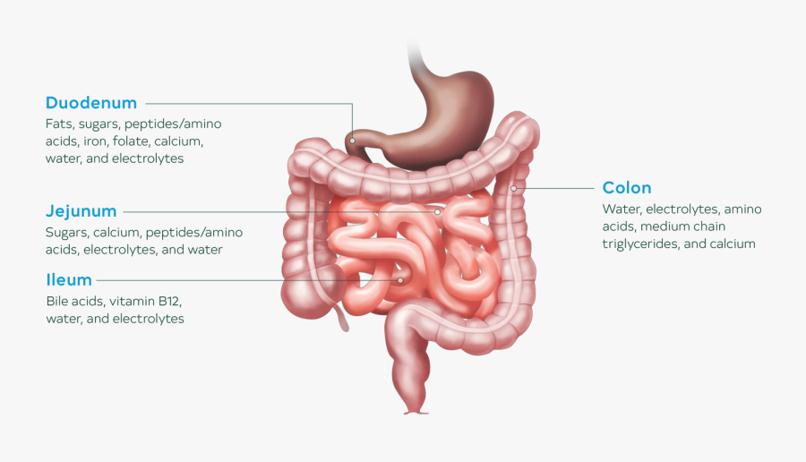 Image Of Bowel Anatomy And Function Illustration - Anatomy Bowel, Transparent Clipart
