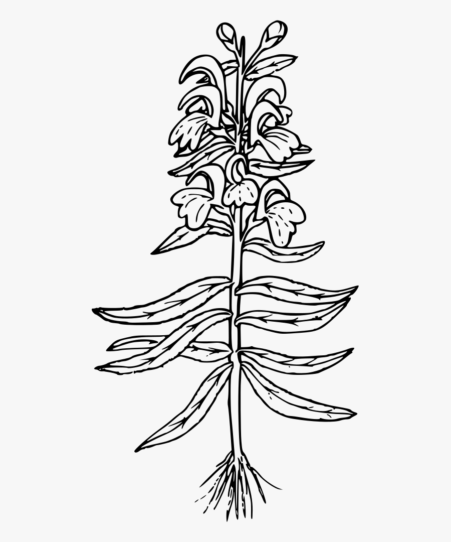 Sickle-leaved Lousewort - Icon, Transparent Clipart
