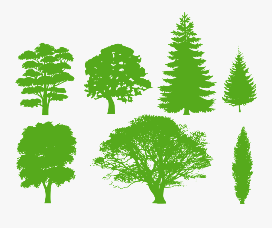 Draw A Tree Silhouette, Transparent Clipart