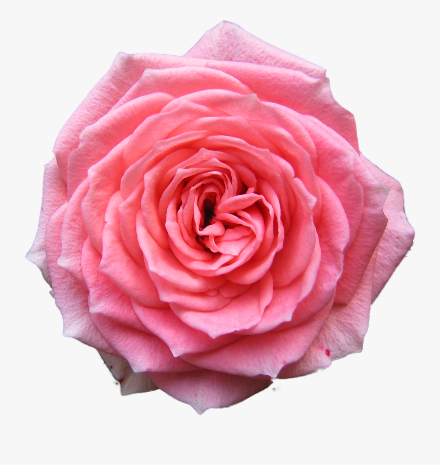 Rose Desktop Wallpaper Pink Free - Transparent Background Pink Flower Png, Transparent Clipart