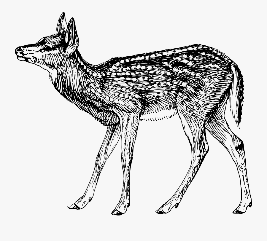 Big Image Png, Transparent Clipart