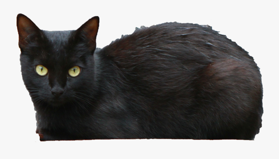 Download Black Cat Transparent Png - Black Persian Cat Short Haired, Transparent Clipart