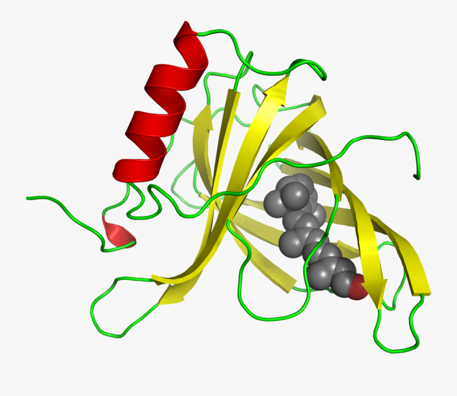 Retinol Binding Protein 1rbp - Human Retinol Binding Protein, Transparent Clipart