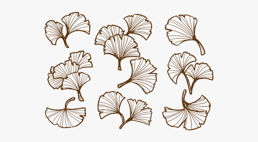 Hand Drawn Ginkgo Leaf - Ginkgo Leaf Vector Free, Transparent Clipart