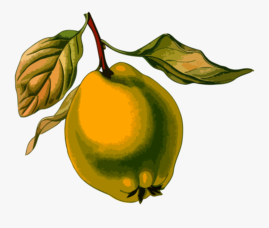 Quince 3 Icons Png - Cydonia Oblonga, Transparent Clipart