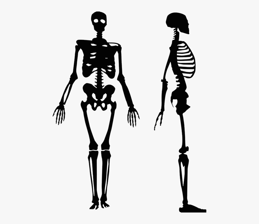Vector Graphics Human Skeleton Clip Art Royalty-free - Human Skeleton Silhouette, Transparent Clipart