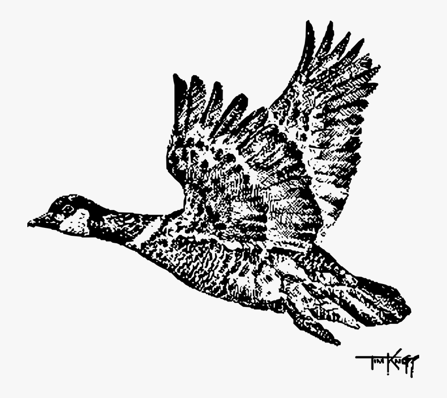 Canadian Goose Flying Drawing, Transparent Clipart