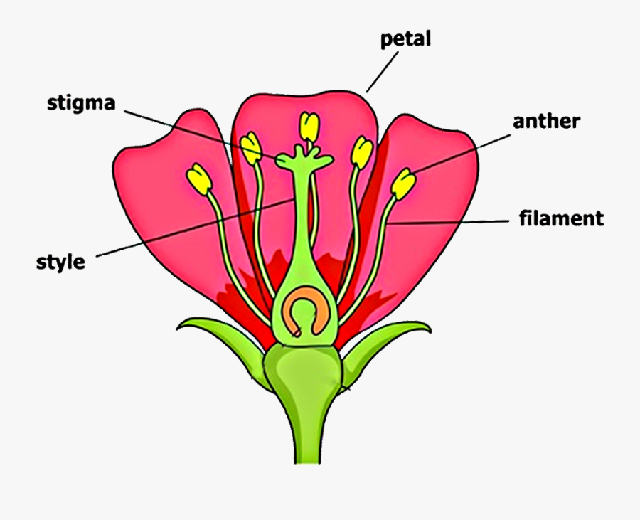 Diagram Of Flower With Labelling, Transparent Clipart