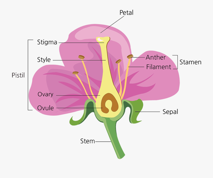 Parts Of A Flower And Their Functions Green Flower - Flower Parts, Transparent Clipart