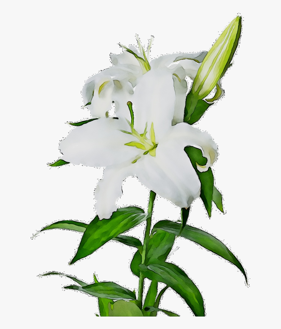 Portable Network Graphics Clip Art Image Madonna Lily - Lily Flower White Background Hd, Transparent Clipart