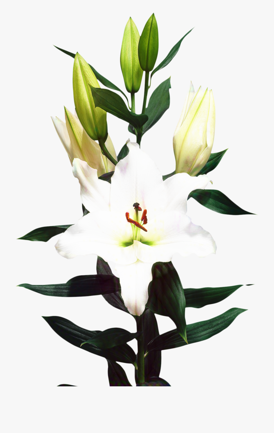Madonna Lily Cut Flowers Floristry Bulb - Lilium Delirious, Transparent Clipart